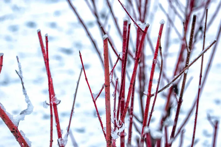 Inverno nei Giardini della Reggia di Venaria - Foto di Dario Fusaro 10
