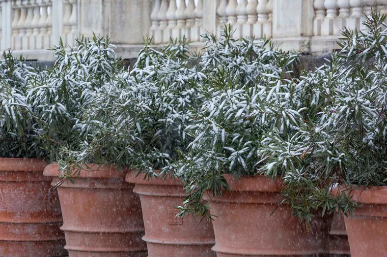 Inverno nei Giardini della Reggia di Venaria - Foto di Dario Fusaro 1