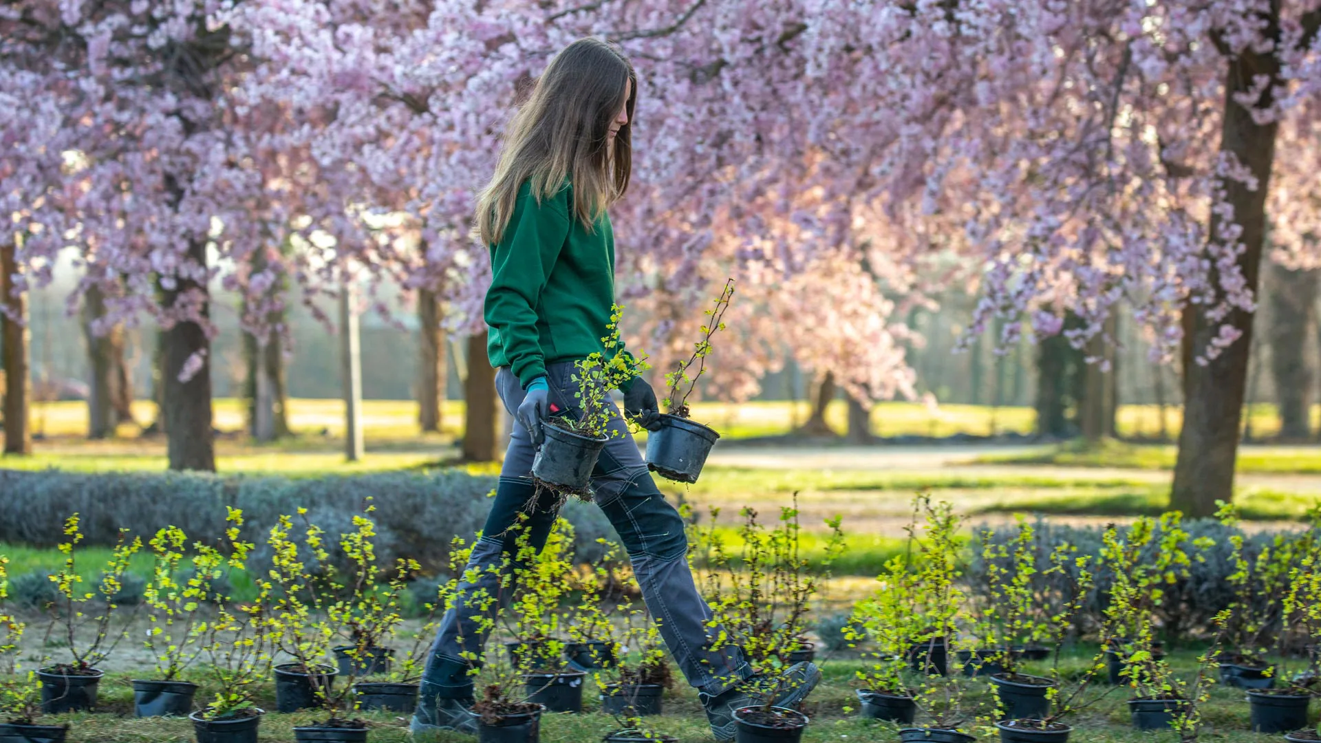Giardini della Reggia di Venaria - Foto di Dario Fusaro