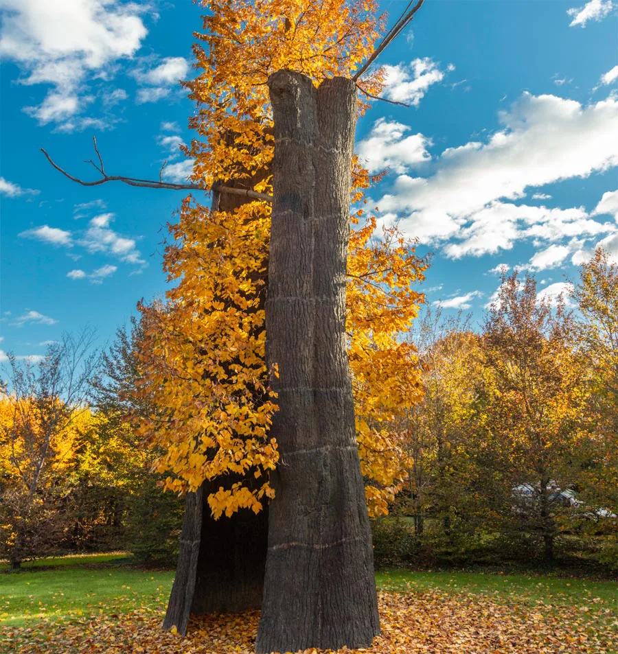 Opera di Giuseppe Penone nei Giardini della Reggia di Venaria