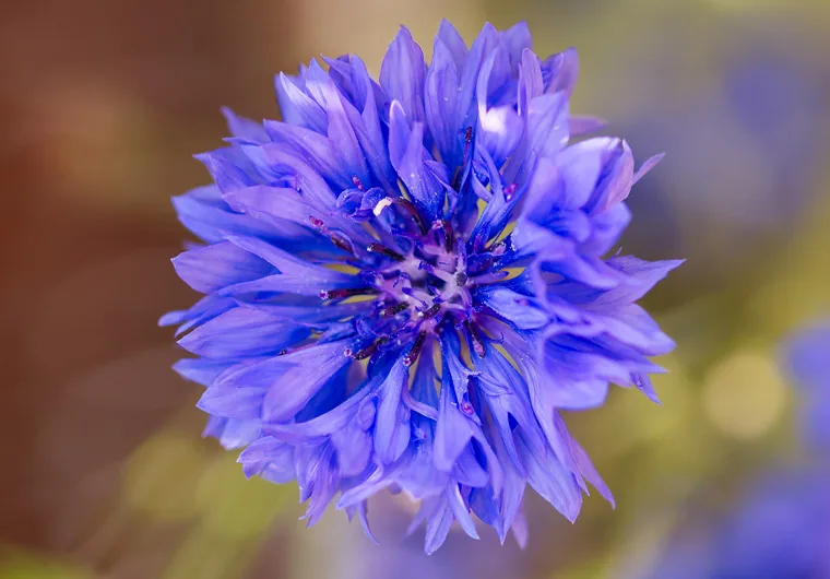 Fiordaliso