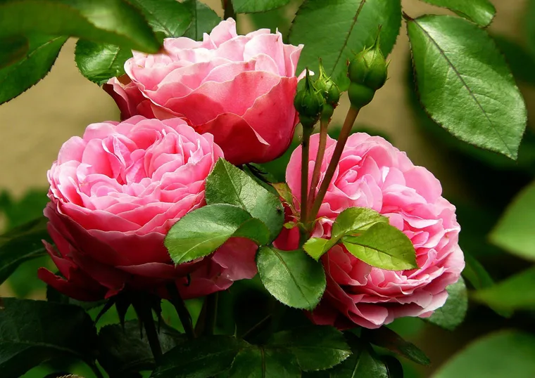 Rosa