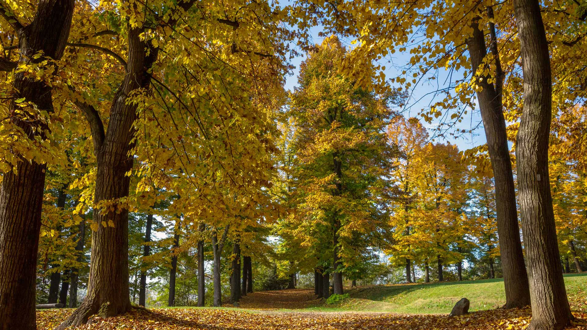 Parco della Mandria - Foto di Dario Fusaro
