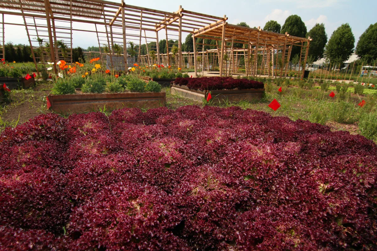 Potager Royal nei Giardini della Reggia di Venaria