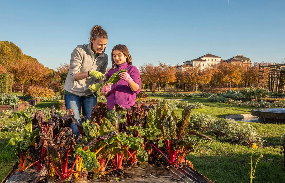 Potager Royal nei Giardini della Reggia di Venaria