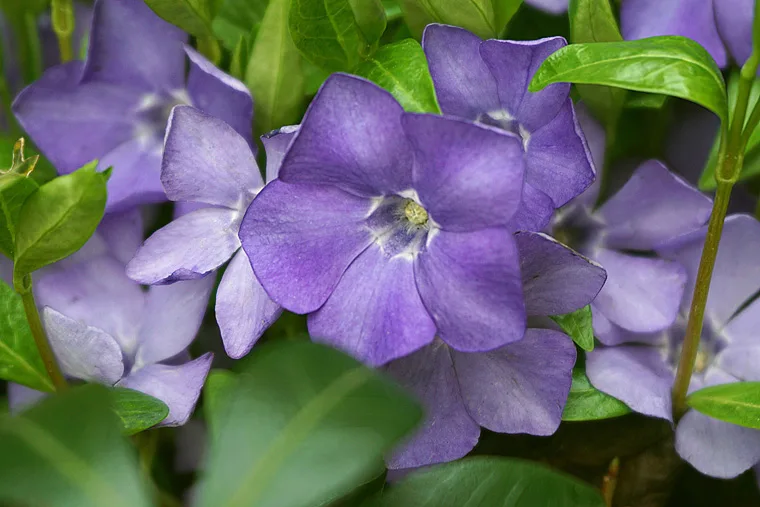 Pervinca
