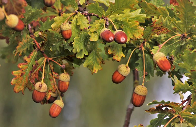 Quercia