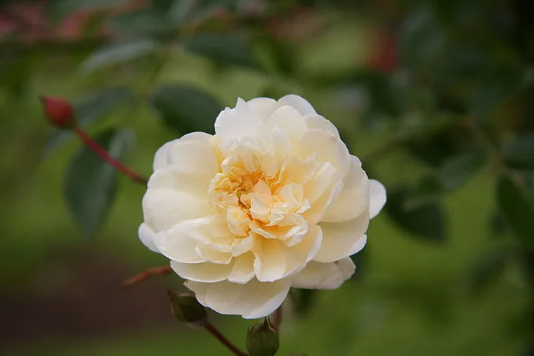 Rosa Alberic Barbier