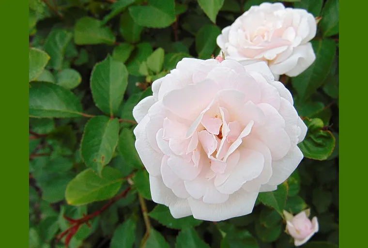 Rosa Marie Pavie