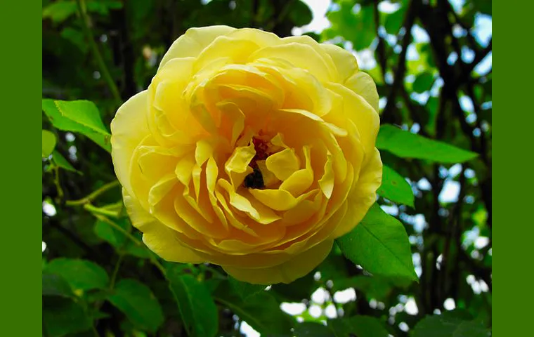 Rosa "Graham Thomas"