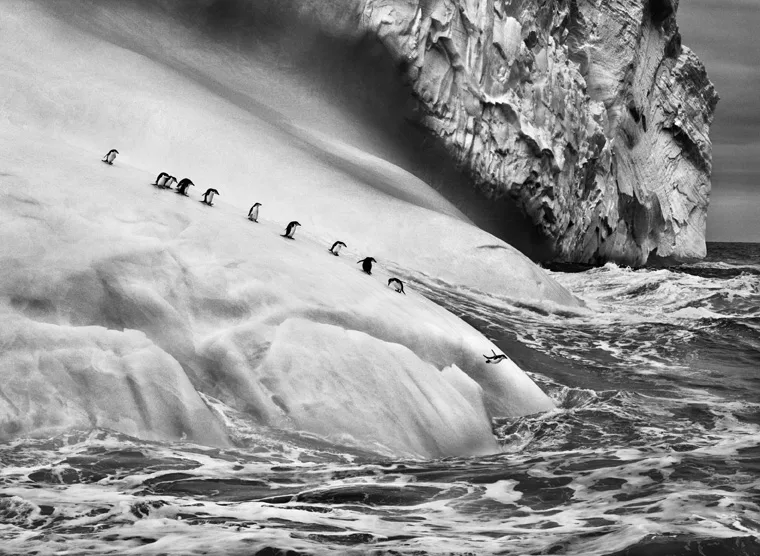 Isole South Sandwich, 2009 © Sebastião Salgado/Amazonas Images/Contrasto