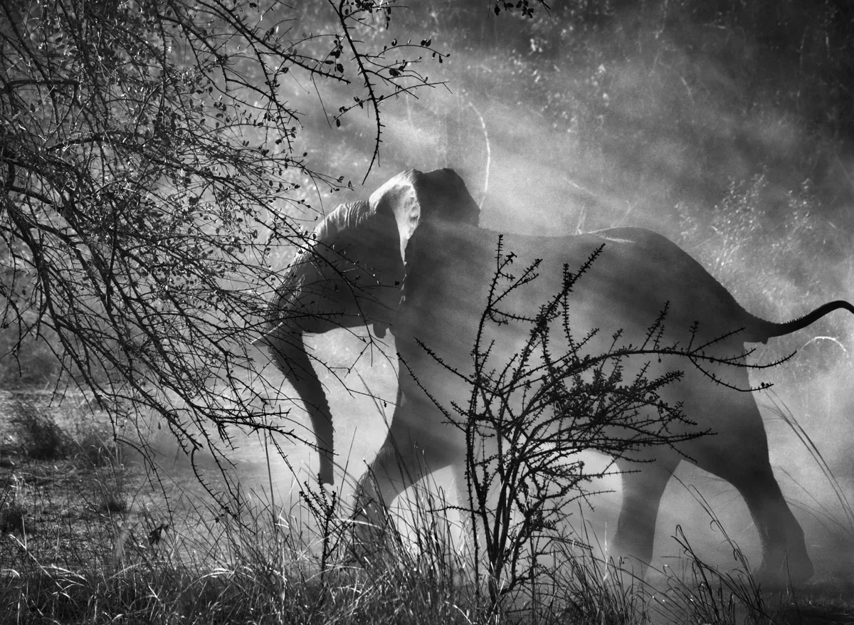 Kafue National Park, Zambia, 2010 © Sebastião Salgado/Amazonas Images/Contrasto