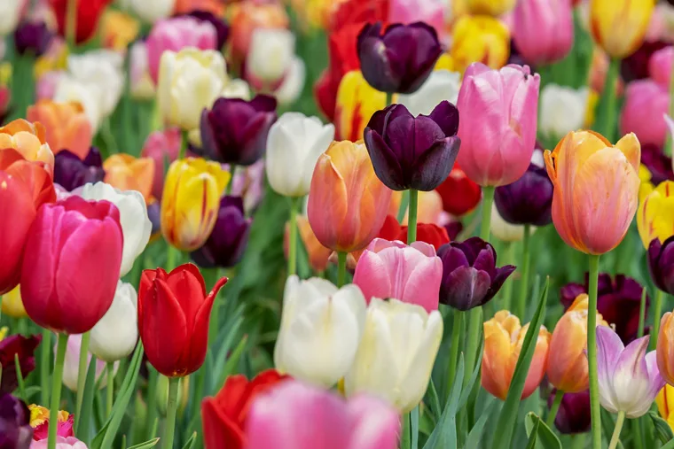 Tulipano