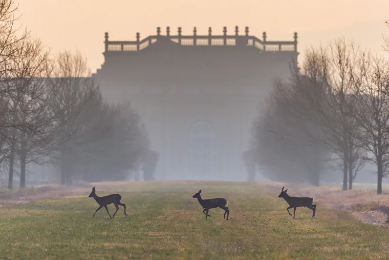 Primavera nei Giardini della Reggia di Venaria - Foto di Dario Fusaro 1