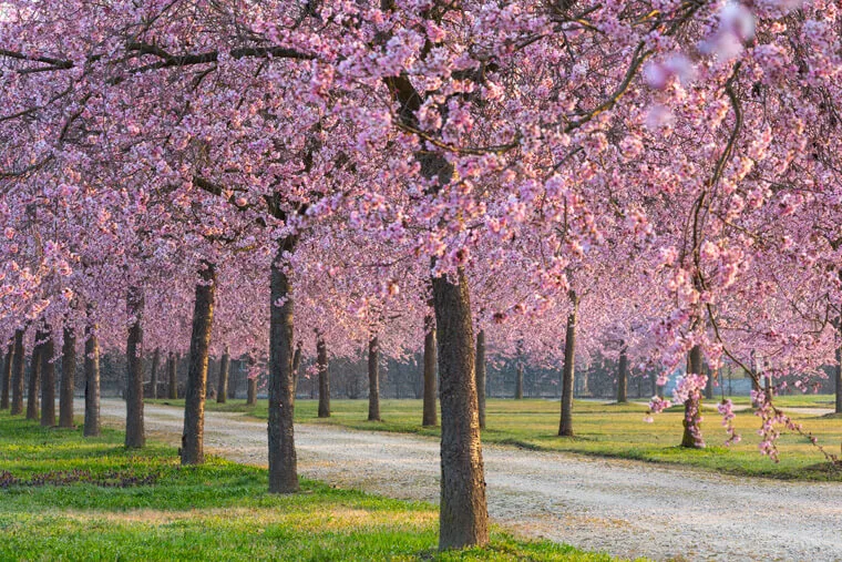 Primavera nei Giardini della Reggia di Venaria - Foto di Dario Fusaro 18