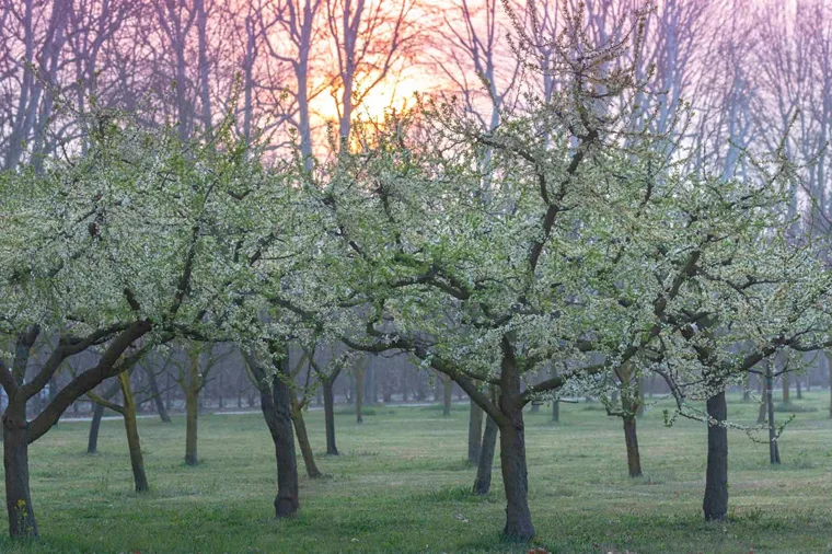 Primavera nei Giardini della Reggia di Venaria - Foto di Dario Fusaro 21