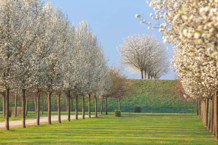 Primavera nei Giardini della Reggia di Venaria - Foto di Dario Fusaro 22