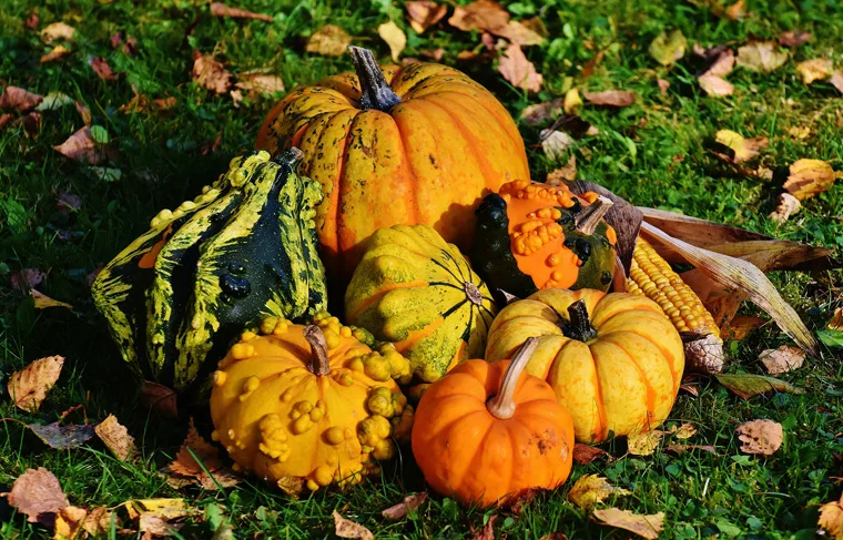 Zucca